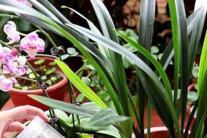 如何为白兰花施肥？（选择适宜的肥料，让白兰花长得更美。）