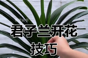 以松树皮养君子兰的浇水技巧（掌握合适的水量和浇水频率，让君子兰茁壮成长）