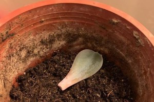 探秘石莲花变色之美（什么是石莲花变色？如何正确养护石莲花达到变色效果？）