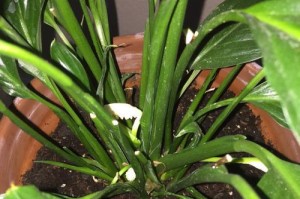 白掌植物换土的最佳时间和方法（如何正确地更换白掌植物的土壤？）