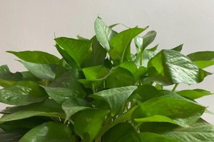 从盆栽到水培（实用技巧与注意事项，助您成功转变室内绿萝）
