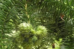 台湾杉是裸子植物吗？（揭开台湾杉的真面目，了解裸子植物的分类）