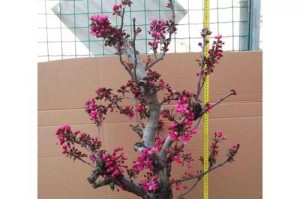 玻璃海棠的养殖与养护（简单易学的方法和技巧，让你拥有鲜美多汁的果实）