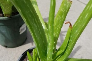 芦荟盆栽的风水摆放与寓意（芦荟盆栽的养殖技巧、适宜位置与注意事项）