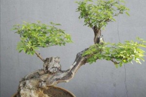 黄荆老桩养殖方法与养护事项（打造高产优质的黄荆老桩养殖基地）