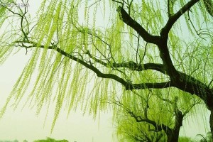 柳树的生长环境条件与特点（探秘柳树的生存之道、柳树的适应性与经济价值）