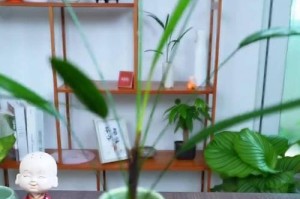 棕竹叶子干了怎么办？（使用棕竹叶子的技巧与方法）