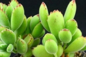 熊童子多肉分盆技巧（多肉爱好者必备——熊童子多肉分盆容易成活的关键技巧）