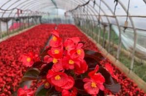 四季海棠之盆栽种植指南（如何在一盆海棠中种植多颗花苞？）