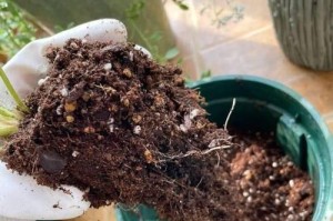 椰糠杜鹃的种植与养护技巧（掌握种植时间，养护才更容易）