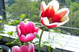 红豆山花的浇水方法（从浇水频率到浇水技巧，教你让红豆山花茁壮成长）