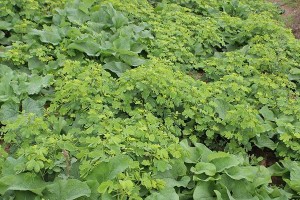 决明子种植指南（种植时间、生长周期及养护技巧）