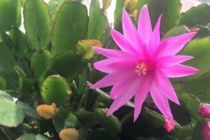 假昙花开花季节（探秘假昙花的开花时间和地点）
