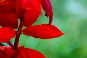 一串红的寒冬之美（欣赏一串红在寒冬中的生命力和美丽）