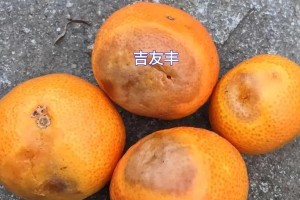 柑橘树枯枝处理方法（如何预防和治疗柑橘树枯枝病害）