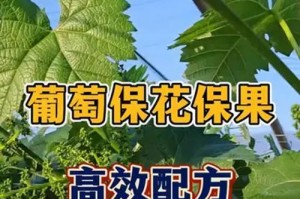 葡萄栽培技巧——留果的关键步骤（打造丰硕葡萄园的秘诀）