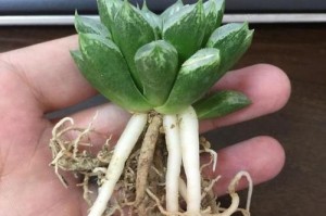 多菌灵对于盆景的使用方法及注意事项（盆景爱好者必知，多菌灵的正确使用方法）
