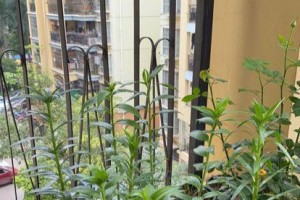 百合花土配制方法（打造健康花园的秘密）