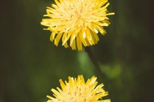 蒲公英花的生长与特点（探寻蒲公英花的奥秘——繁衍与药用）