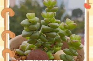 星点木的养护指南