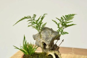 顶级菖蒲盆景的养殖与管理技巧（打造别具一格的室内盆景，以菖蒲为主的盆景艺术）