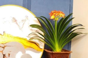 如何促使夏天君子兰开花夹箭（让夏天君子兰重现花海的秘诀）