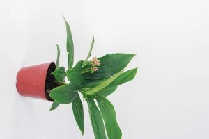 宝莲灯叶子卷的制作方法及功效（以宝莲灯叶子卷怎么办为主题，探讨其制作步骤和药用功效）