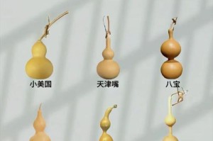 葫芦的雌雄同株之谜（揭开葫芦植物的生殖奥秘）