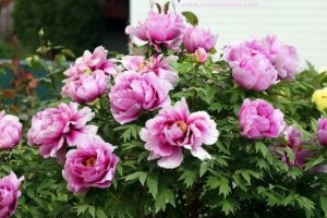 牡丹花——美丽又可口的花卉（原来牡丹花不仅能欣赏，还可以品尝！）