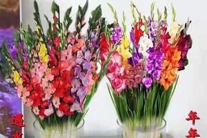 剑兰花的生长习性及养护技巧（多年生植物的特点与栽培要点）