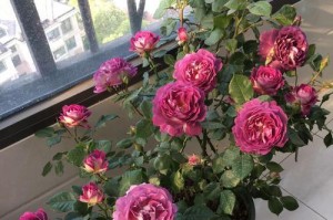 月季花的种植与养护（欢迎月季是藤本还是灌木，看这里就知道了！）