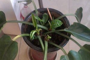 绿叶转黄了怎么办？—植物营养调节的关键（植物黄叶的原因与治疗方法，助你打造繁茂的花园）