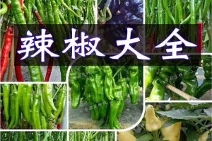五彩观赏椒种植全攻略（打造丰富多彩的观赏植物园，五彩观赏椒育种要点一网打尽）