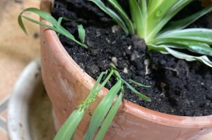 从种子到吊兰（掌握种植要领，打造居家绿意；吊兰栽培细节大揭秘）
