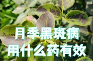 月季花黑斑病的防治方法（掌握关键措施，让月季花远离黑斑病）