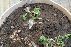 矮牵牛不开花的原因及解决方法——为什么矮牵牛不开花？