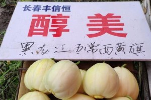 哈密瓜成熟季节揭秘（什么时候品尝最佳？）