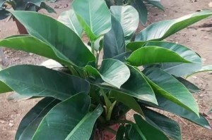 如何正确养护大叶金钻盆栽（打造绿意盎然的室内盆景，掌握关键技巧）