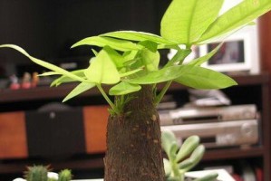 阿司匹林能否浇灌桂花树？（探究阿司匹林对桂花树生长的影响）