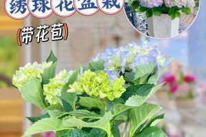 绣球鲜花夏季养护指南（打造绚丽夏日花海，细节决定花期）