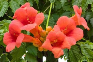 浅析凌霄花不开花的原因（探究凌霄花缺乏开花的生理和环境因素）
