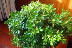 如何科学浇水，让你的米兰花长势倍增（米兰花几天浇一次水最好？一定要掌握的五个技巧）
