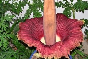 世界上最臭的花有哪些？（探秘花王国里的臭气熏天之花）