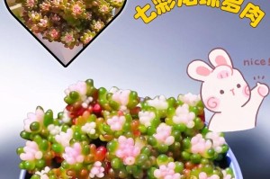 珊瑚珠多肉盆栽的快速爆盆方法（一步步教你让珊瑚珠多肉快速生长）