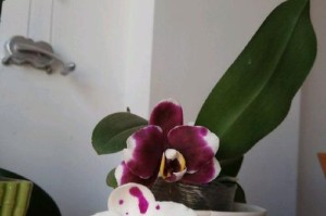 蝴蝶兰换盆时间和方法（打造健康美丽的蝴蝶兰花卉园）