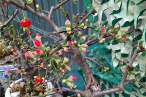 海棠花是否适合室内养护（毒性分析与室内养护技巧）