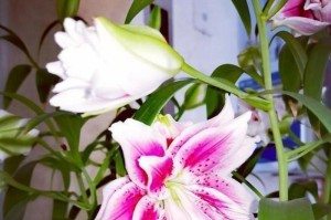 百合花的生长环境（百合花生长条件及适宜环境）