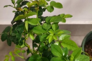 彩叶草受白虫侵害的防治方法（保护彩叶草，摆脱白虫困扰）