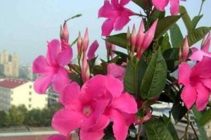 如何让红花开得更美？（红花养护全攻略，让你轻松get！）