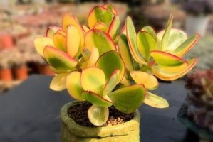 玉树喜阳还是喜阴？揭开真相的植物大调查（探究玉树植物的阳光需求，让你的绿色小窝更舒适）